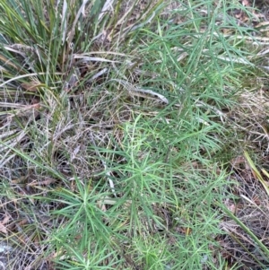 Cassinia longifolia at Gorman Road Bush Reserve, Goulburn - 30 Mar 2024