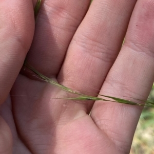 Microlaena stipoides at Gorman Road Bush Reserve, Goulburn - 30 Mar 2024 02:13 PM