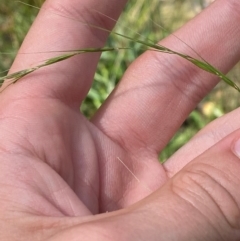 Microlaena stipoides at Gorman Road Bush Reserve, Goulburn - 30 Mar 2024 02:13 PM