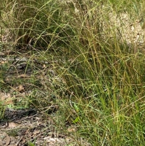 Microlaena stipoides at Gorman Road Bush Reserve, Goulburn - 30 Mar 2024 02:13 PM