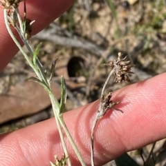 Euchiton japonicus (Creeping Cudweed) at Gorman Road Bush Reserve, Goulburn - 30 Mar 2024 by Tapirlord