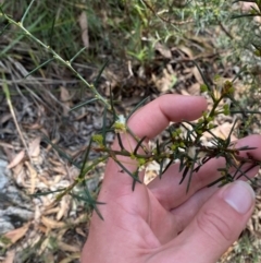 Acacia genistifolia at Mount Gray Recreation Reserve, Goulburn - 30 Mar 2024 02:10 PM