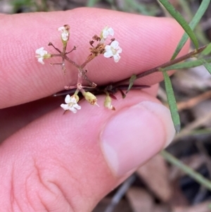 Platysace ericoides at Gorman Road Bush Reserve, Goulburn - 30 Mar 2024 02:10 PM