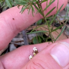 Platysace ericoides at Gorman Road Bush Reserve, Goulburn - 30 Mar 2024 02:10 PM