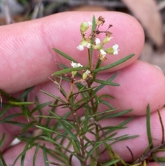 Platysace ericoides at Gorman Road Bush Reserve, Goulburn - 30 Mar 2024 02:10 PM