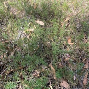 Platysace ericoides at Gorman Road Bush Reserve, Goulburn - 30 Mar 2024 02:10 PM