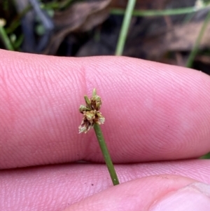 Isolepis inundata at Mount Gray Recreation Reserve, Goulburn - 30 Mar 2024 02:06 PM