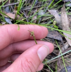 Isolepis inundata at Mount Gray Recreation Reserve, Goulburn - 30 Mar 2024 02:06 PM