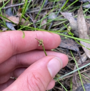 Isolepis inundata at Mount Gray Recreation Reserve, Goulburn - 30 Mar 2024