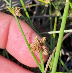 Isolepis inundata at Mount Gray Recreation Reserve, Goulburn - 30 Mar 2024 02:06 PM