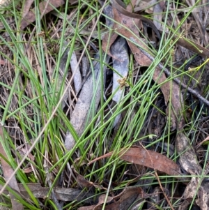 Isolepis inundata at Mount Gray Recreation Reserve, Goulburn - 30 Mar 2024