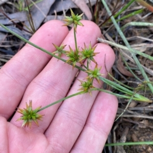 Juncus prismatocarpus at Mount Gray Recreation Reserve, Goulburn - 30 Mar 2024 02:06 PM