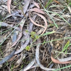 Juncus prismatocarpus at Mount Gray Recreation Reserve, Goulburn - 30 Mar 2024 02:06 PM