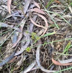 Juncus prismatocarpus at Mount Gray Recreation Reserve, Goulburn - 30 Mar 2024 02:06 PM