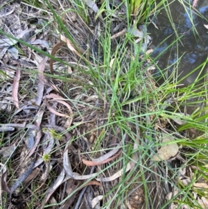 Juncus prismatocarpus at Mount Gray Recreation Reserve, Goulburn - 30 Mar 2024 02:06 PM