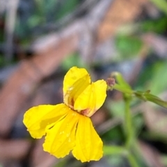 Goodenia paniculata (Branched Goodenia) at Gorman Road Bush Reserve, Goulburn - 30 Mar 2024 by Tapirlord