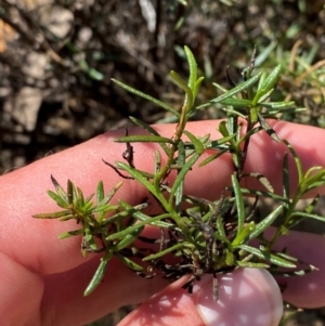 Xerochrysum viscosum at Gorman Road Bush Reserve, Goulburn - 30 Mar 2024