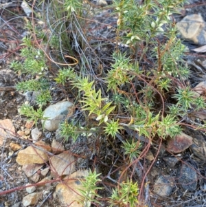 Melichrus urceolatus at Gorman Road Bush Reserve, Goulburn - 30 Mar 2024 02:03 PM