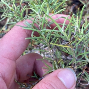 Persoonia mollis subsp. livens at Gorman Road Bush Reserve, Goulburn - 30 Mar 2024