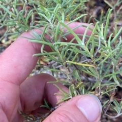 Persoonia mollis subsp. livens at Gorman Road Bush Reserve, Goulburn - 30 Mar 2024