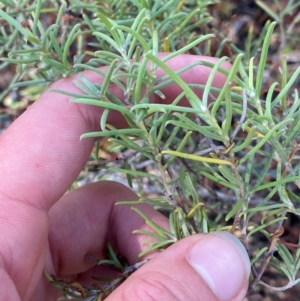 Persoonia mollis subsp. livens at Gorman Road Bush Reserve, Goulburn - 30 Mar 2024 02:02 PM