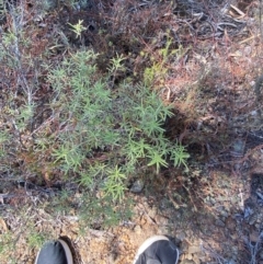 Persoonia mollis subsp. livens at Gorman Road Bush Reserve, Goulburn - 30 Mar 2024 02:02 PM