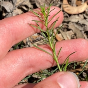 Platysace ericoides at Gorman Road Bush Reserve, Goulburn - 30 Mar 2024 02:00 PM