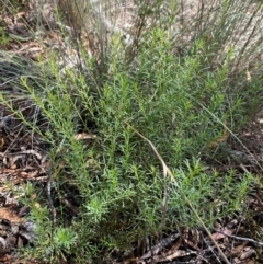 Platysace ericoides at Gorman Road Bush Reserve, Goulburn - 30 Mar 2024 02:00 PM