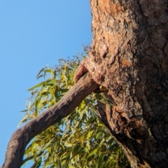 Melopsittacus undulatus (Budgerigar) at Lake Mackay, NT - 14 May 2024 by Darcy