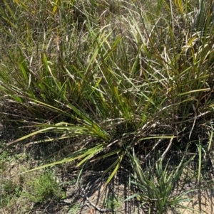 Lomandra longifolia at Gorman Road Bush Reserve, Goulburn - 30 Mar 2024 01:58 PM