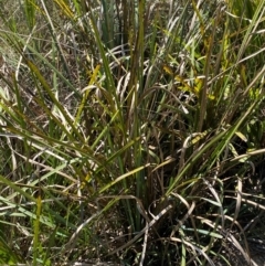 Lomandra longifolia at Gorman Road Bush Reserve, Goulburn - 30 Mar 2024