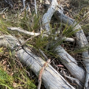 Lomandra filiformis subsp. coriacea at Gorman Road Bush Reserve, Goulburn - 30 Mar 2024