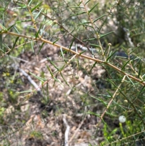 Acacia ulicifolia at Mount Gray Recreation Reserve, Goulburn - 30 Mar 2024