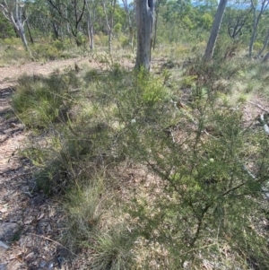 Acacia ulicifolia at Mount Gray Recreation Reserve, Goulburn - 30 Mar 2024