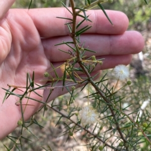 Acacia ulicifolia at Mount Gray Recreation Reserve, Goulburn - 30 Mar 2024