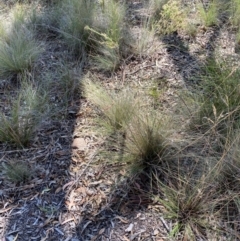 Rytidosperma pallidum at Gorman Road Bush Reserve, Goulburn - 30 Mar 2024 01:54 PM