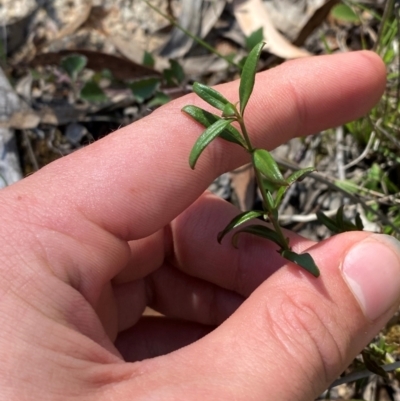 Opercularia diphylla (A stinkweed) at Governers Hill Recreation Reserve - 30 Mar 2024 by Tapirlord