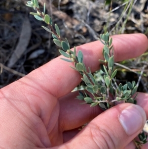 Brachyloma daphnoides at Gorman Road Bush Reserve, Goulburn - 30 Mar 2024