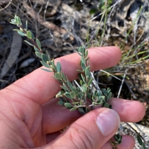 Brachyloma daphnoides at Gorman Road Bush Reserve, Goulburn - 30 Mar 2024