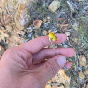 Chrysocephalum apiculatum at Gorman Road Bush Reserve, Goulburn - 30 Mar 2024