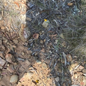 Chrysocephalum apiculatum at Gorman Road Bush Reserve, Goulburn - 30 Mar 2024