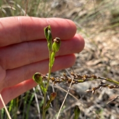 Speculantha rubescens (Blushing Tiny Greenhood) at Goulburn Mulwaree Council - 30 Mar 2024 by Tapirlord