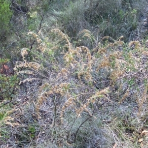 Cassinia sifton at Mount Gray Recreation Reserve, Goulburn - 30 Mar 2024 01:49 PM