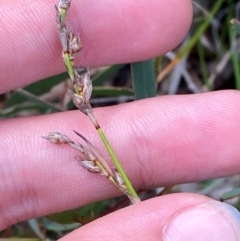 Lepidosperma laterale (Variable Sword Sedge) at Gorman Road Bush Reserve, Goulburn - 30 Mar 2024 by Tapirlord