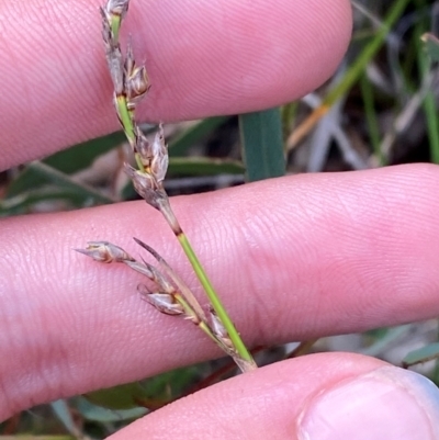 Lepidosperma laterale (Variable Sword Sedge) at Gorman Road Bush Reserve, Goulburn - 30 Mar 2024 by Tapirlord