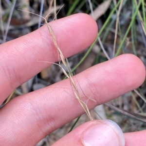 Aristida ramosa at Gorman Road Bush Reserve, Goulburn - 30 Mar 2024