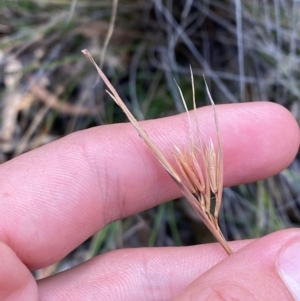 Themeda triandra at Gorman Road Bush Reserve, Goulburn - 30 Mar 2024