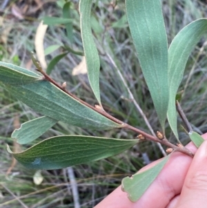 Hakea dactyloides at Mount Gray Recreation Reserve, Goulburn - 30 Mar 2024