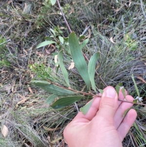 Hakea dactyloides at Mount Gray Recreation Reserve, Goulburn - 30 Mar 2024