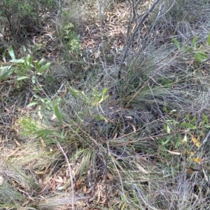 Hakea dactyloides at Mount Gray Recreation Reserve, Goulburn - 30 Mar 2024